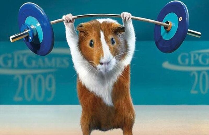 Guinea Pig Lifting Barbell