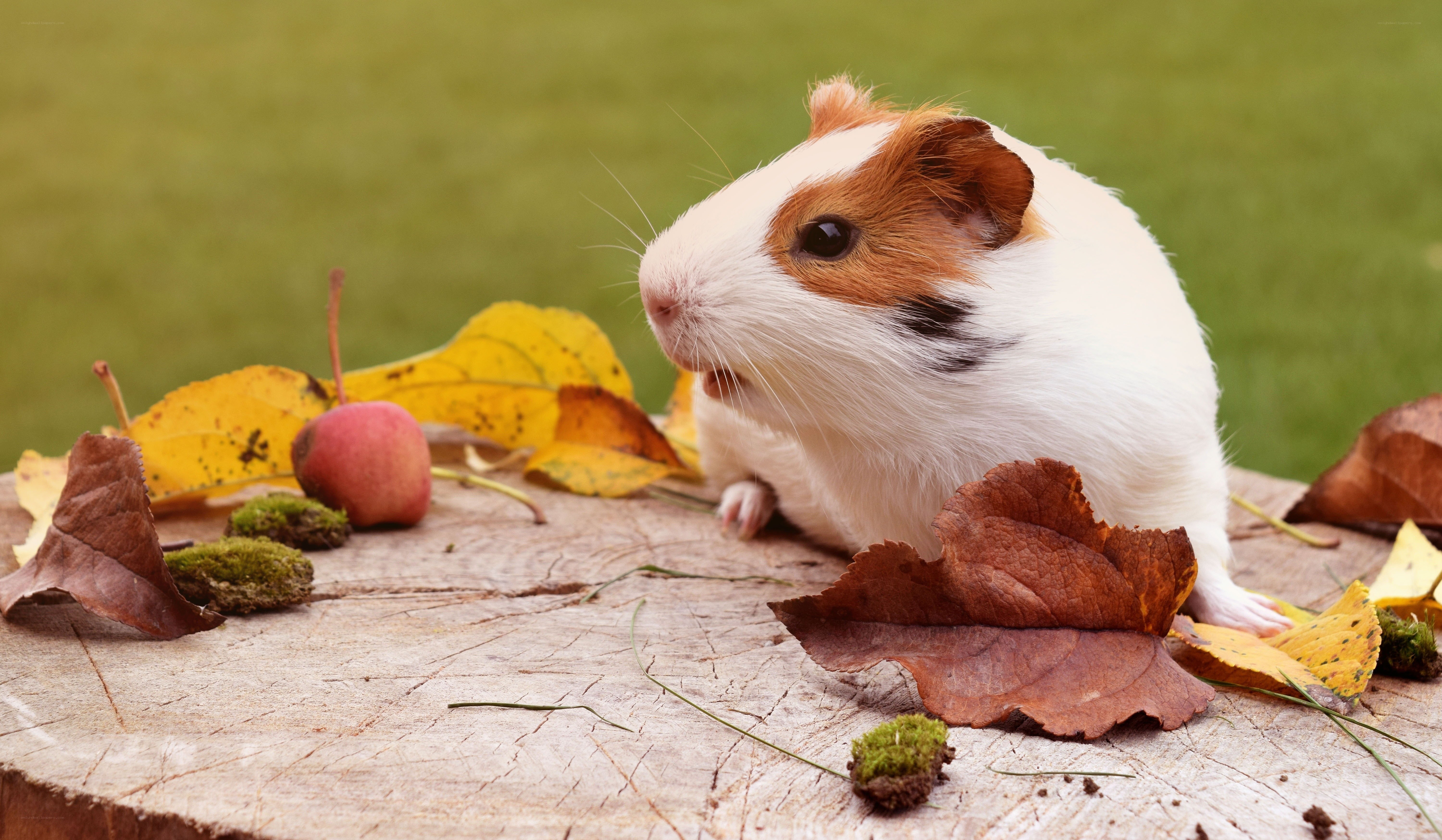 guinea pig on autumn leaves