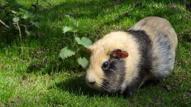 guinea pig on grass