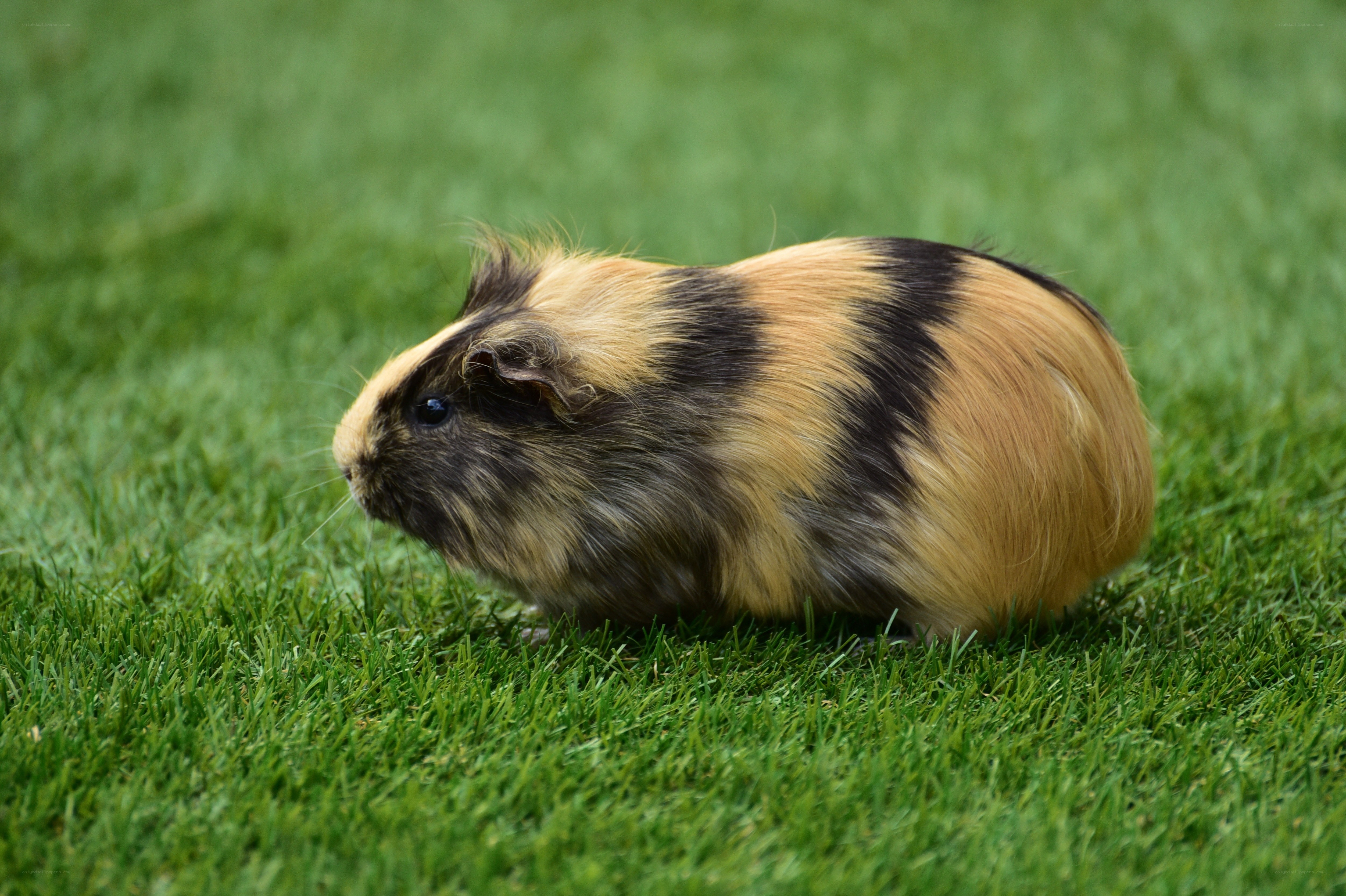 guinea pig on green grass