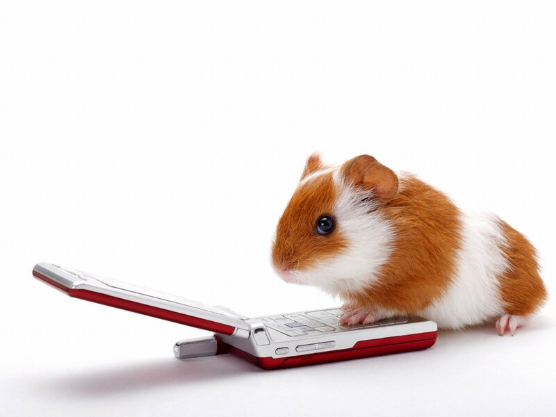 Guinea Pig on Phone