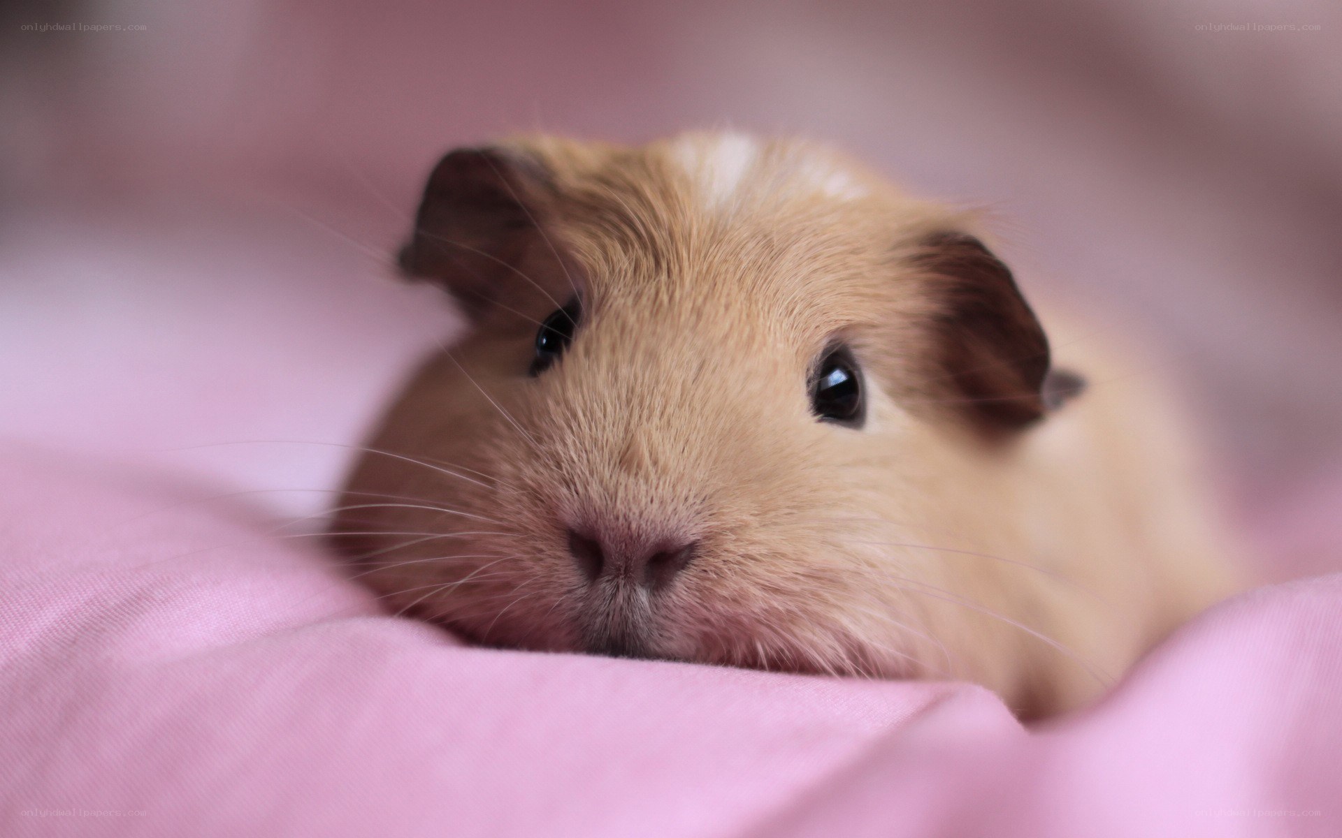 guinea pig on pink blanket