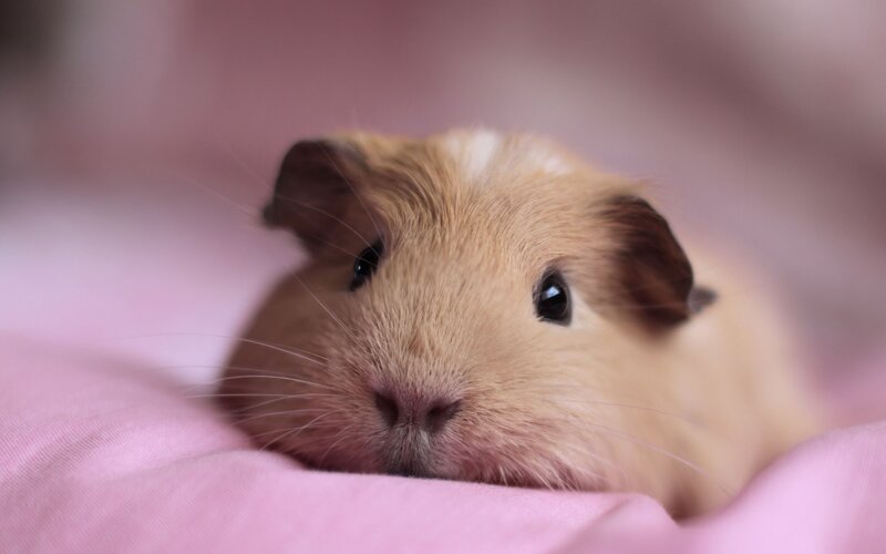 Guinea Pig on Pink Fabric — Calm, Photograph