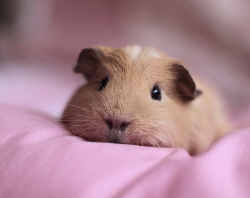 Guinea Pig on Pink Fabric — Calm