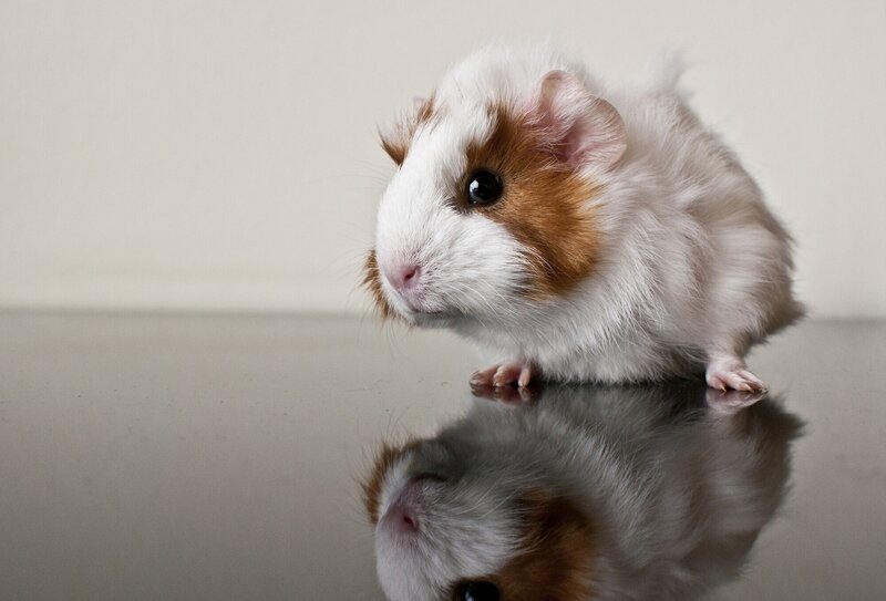 guinea pig on reflective surface