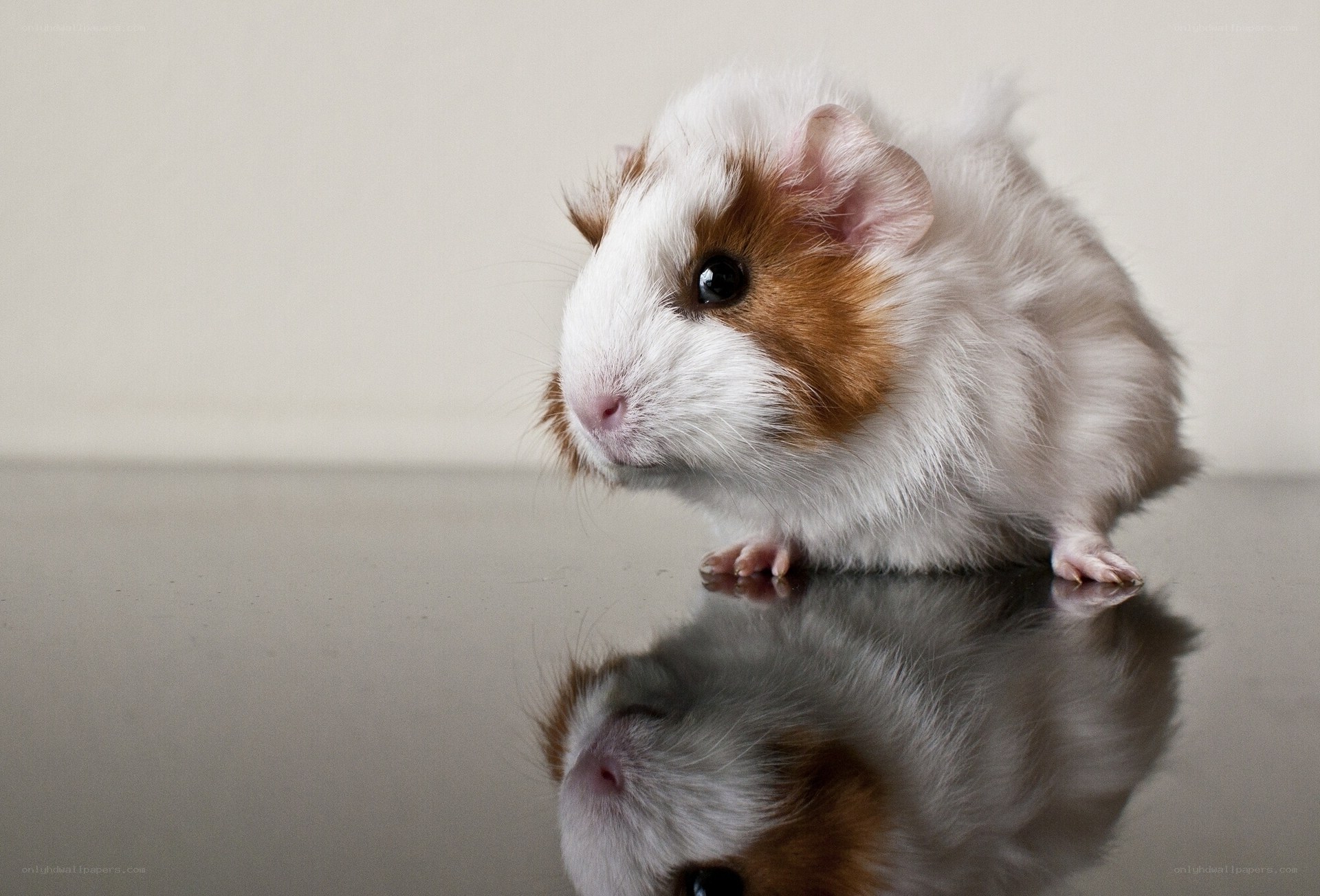 guinea pig on reflective surface