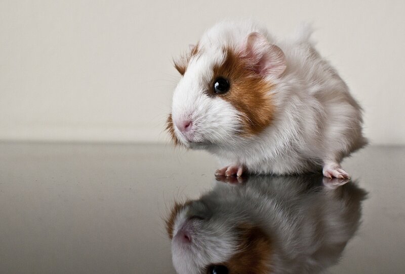 guinea pig on reflective surface