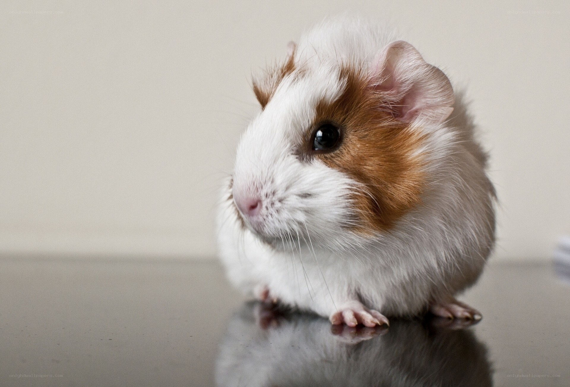 guinea pig on reflective surface