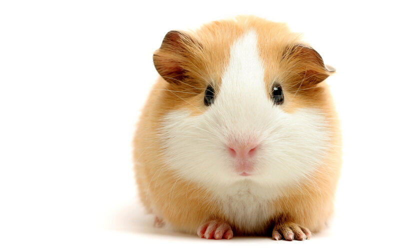 guinea pig on white background