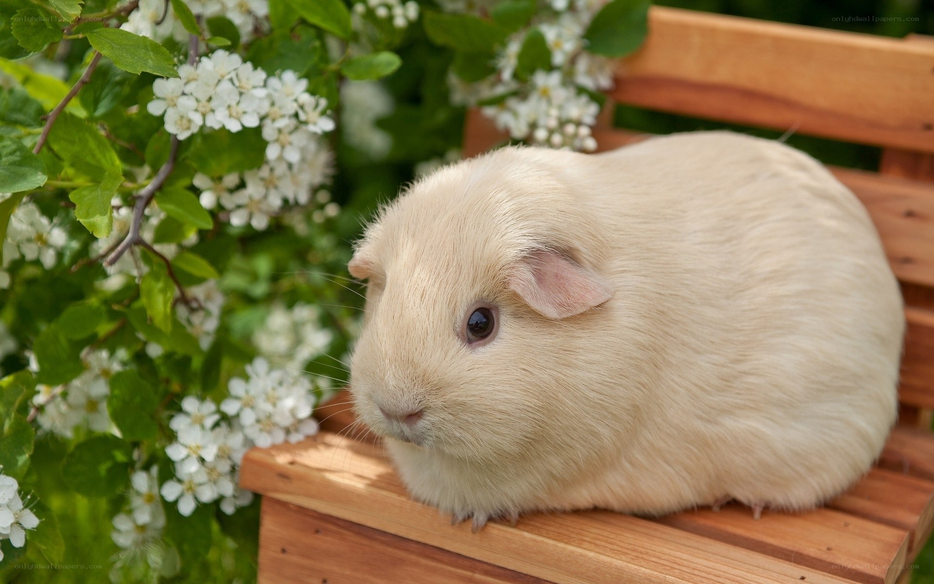 guinea pig on wooden bench