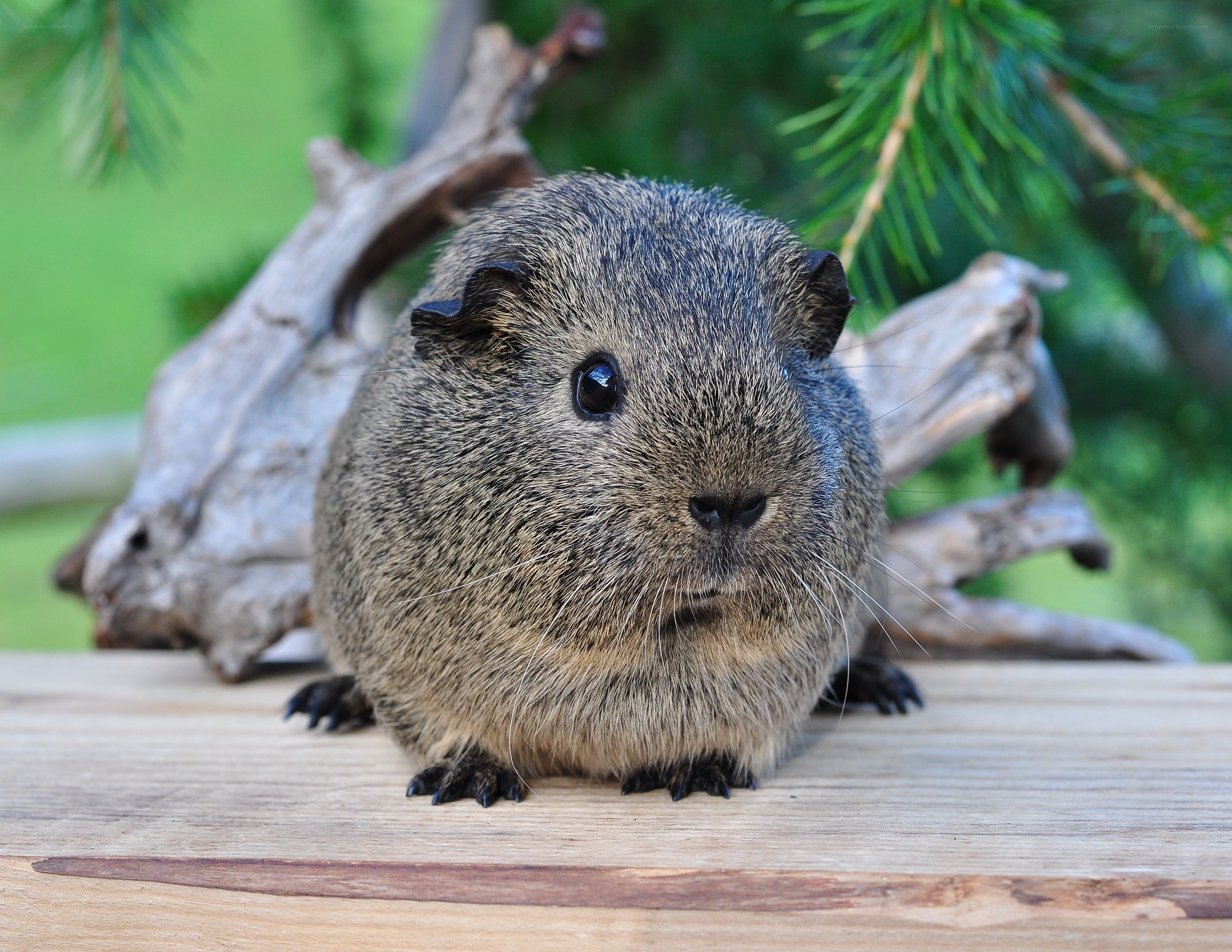 guinea pig on wooden surface