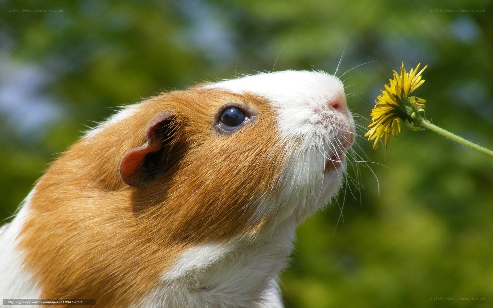 guinea pig smelling dandelion