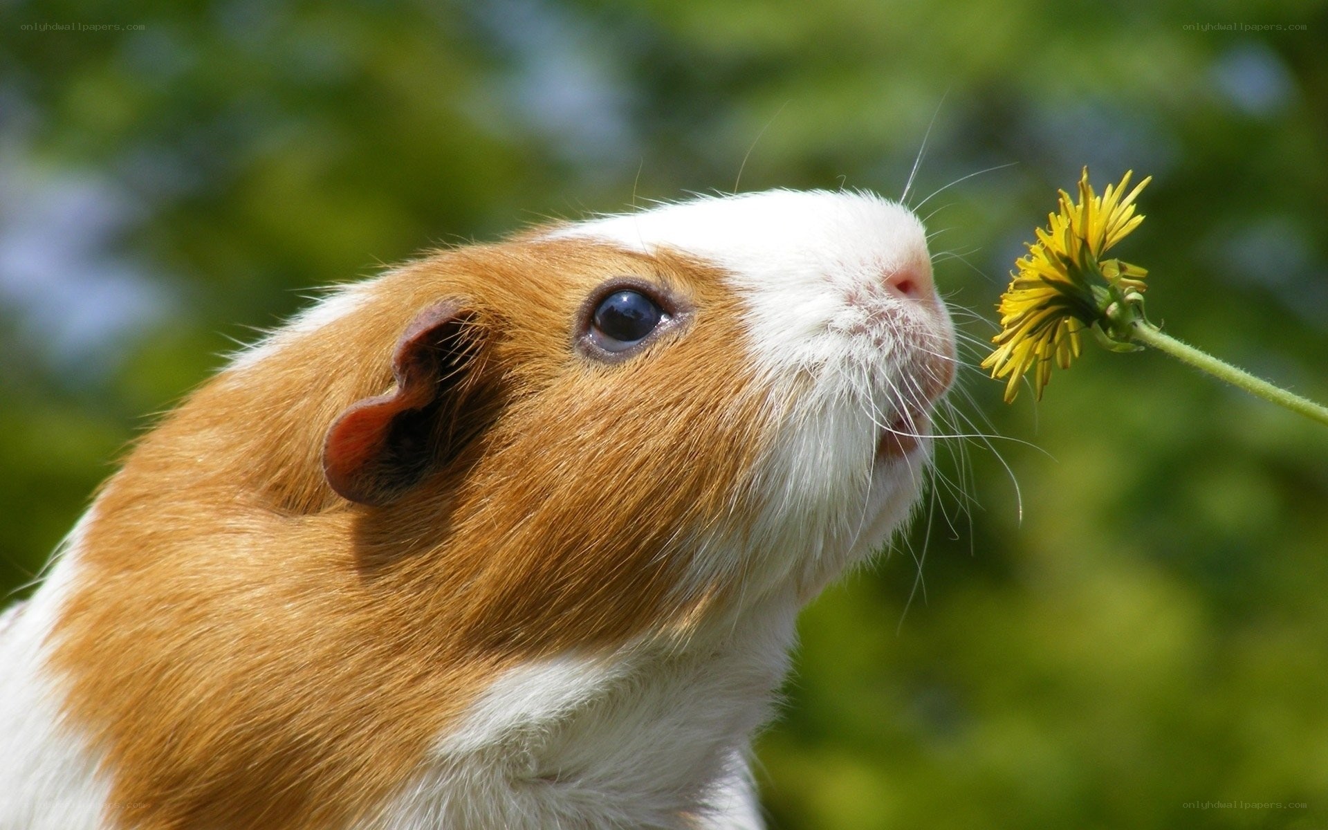 guinea pig smelling dandelion