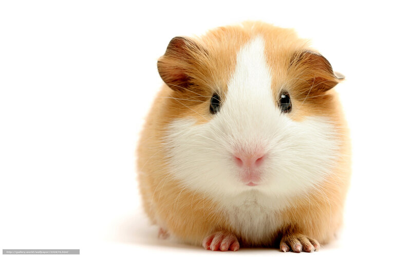 Guinea Pig
