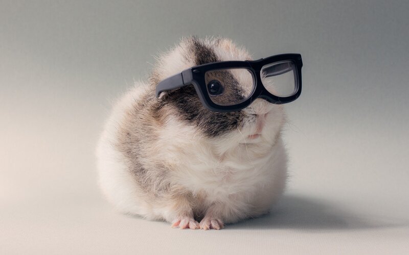 Guinea Pig Wearing Glasses