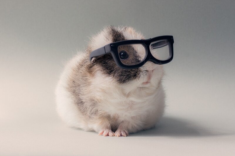Guinea Pig Wearing Glasses — White