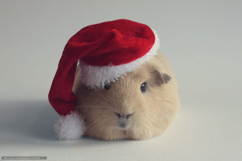 Guinea Pig Wearing Hat — Red