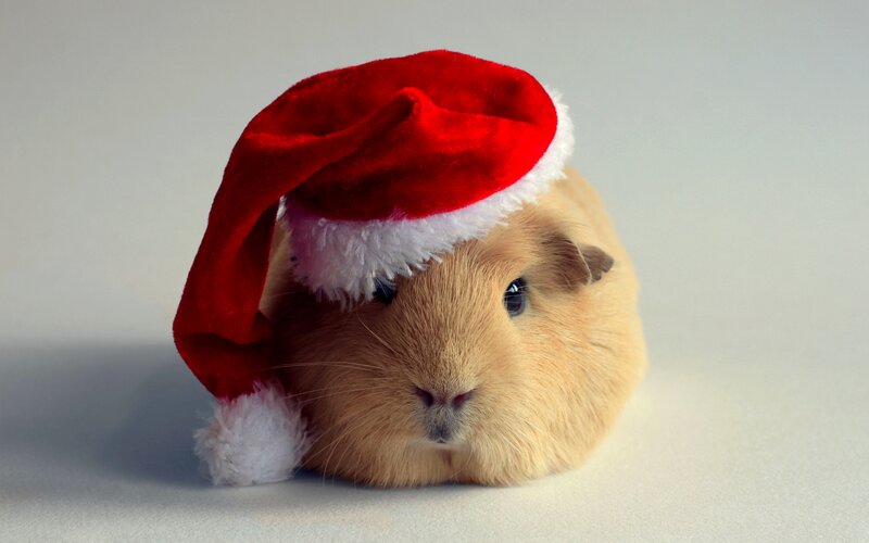 Guinea Pig Wearing Hat