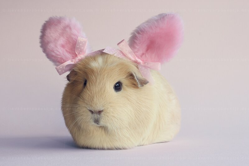 Guinea Pig with Bunny Ears