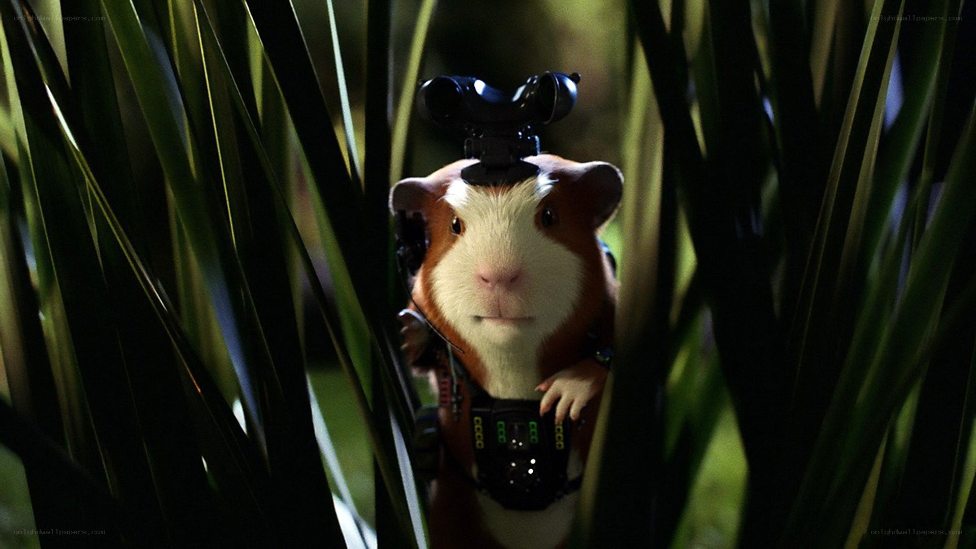 guinea pig with camera gear