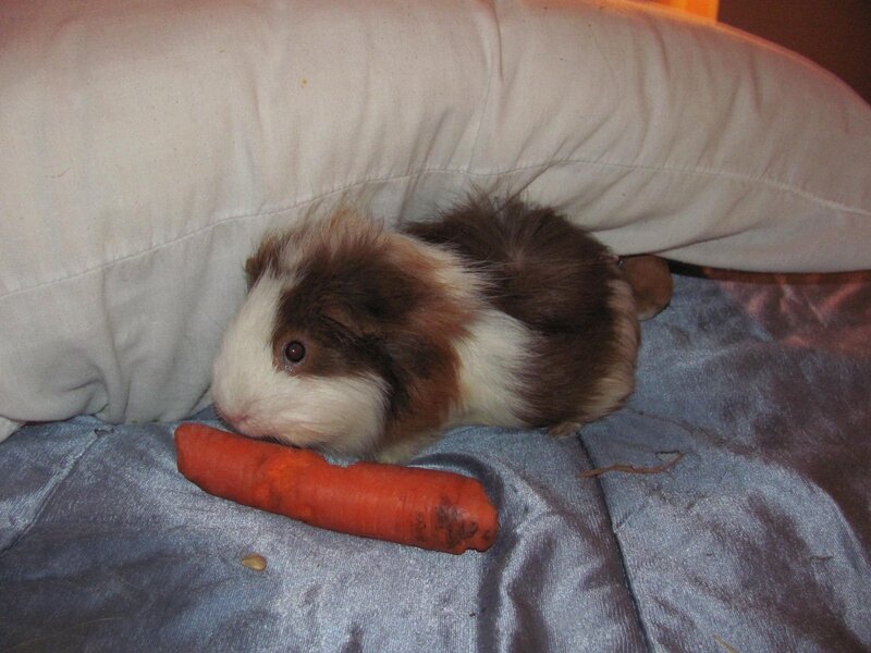 guinea pig with carrot