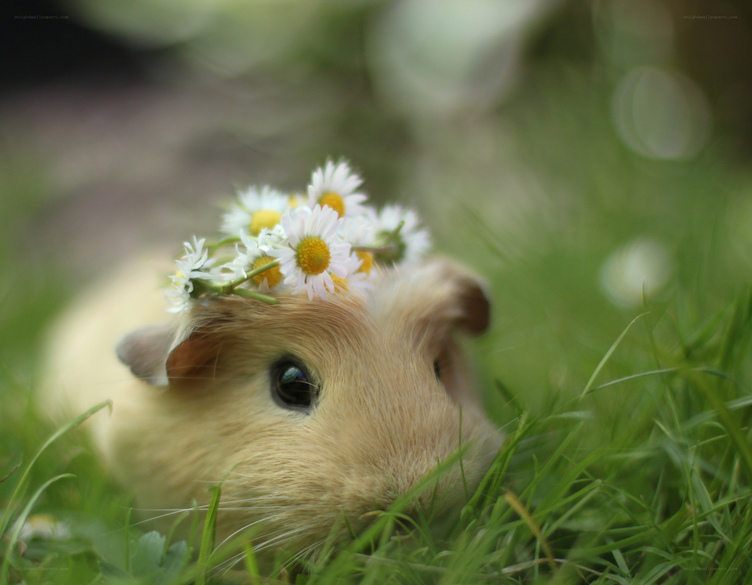 guinea pig with daisies