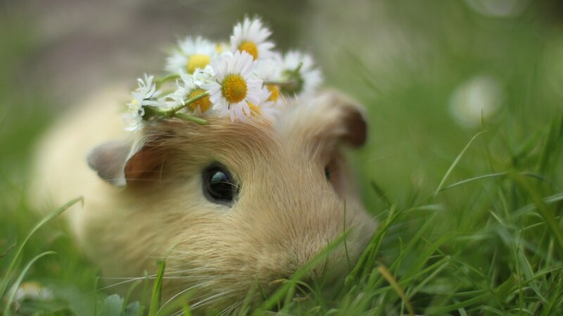 Guinea Pig with Daisies — Green, Serene