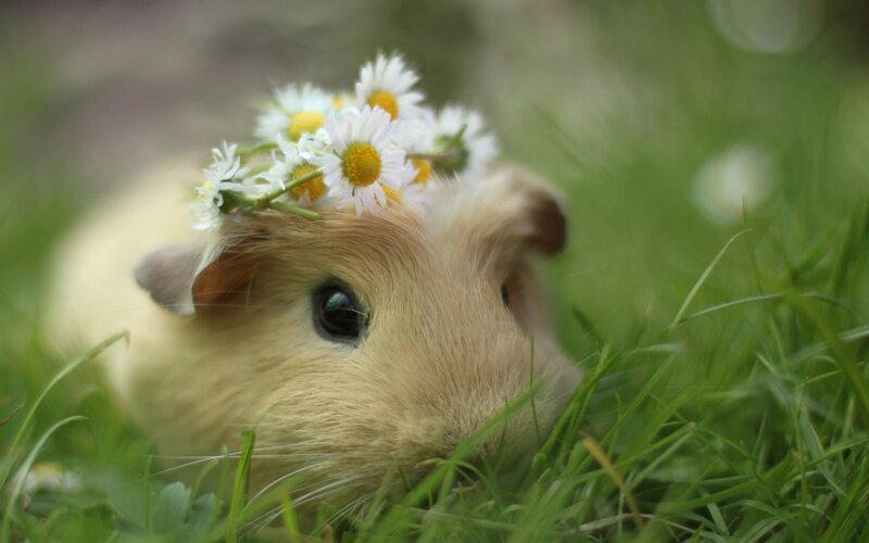 Guinea Pig with Daisies — Green