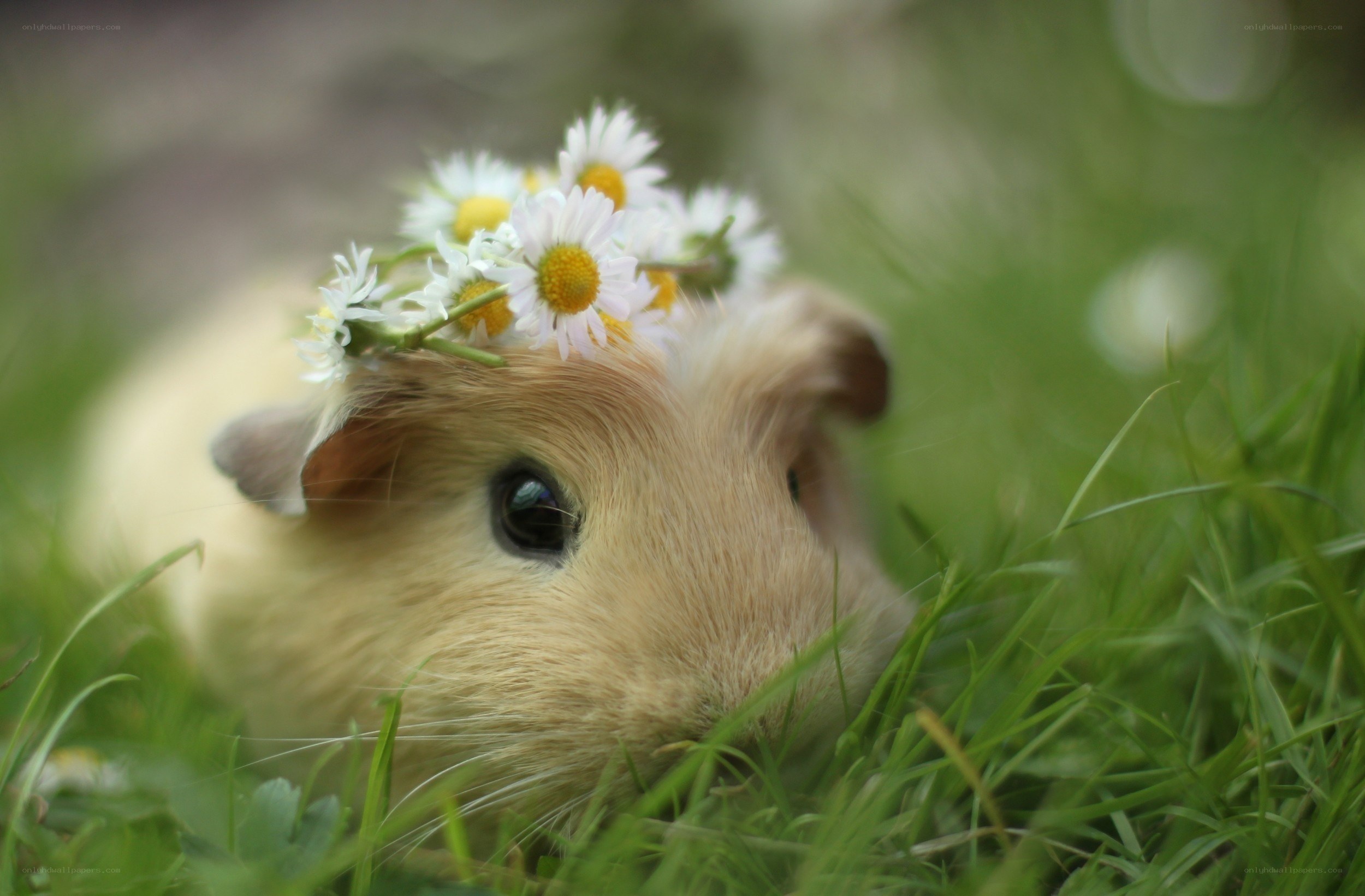 guinea pig with daisy crown