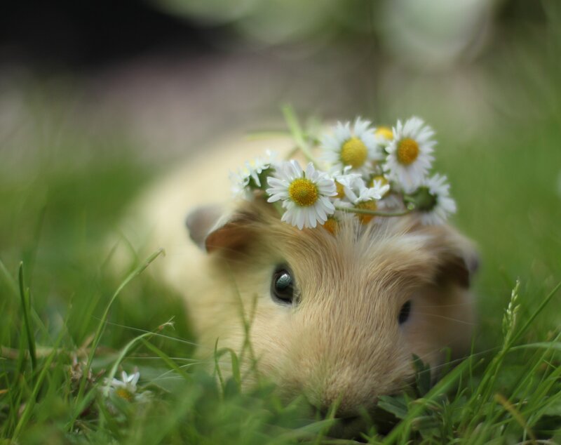 guinea pig with daisy crown