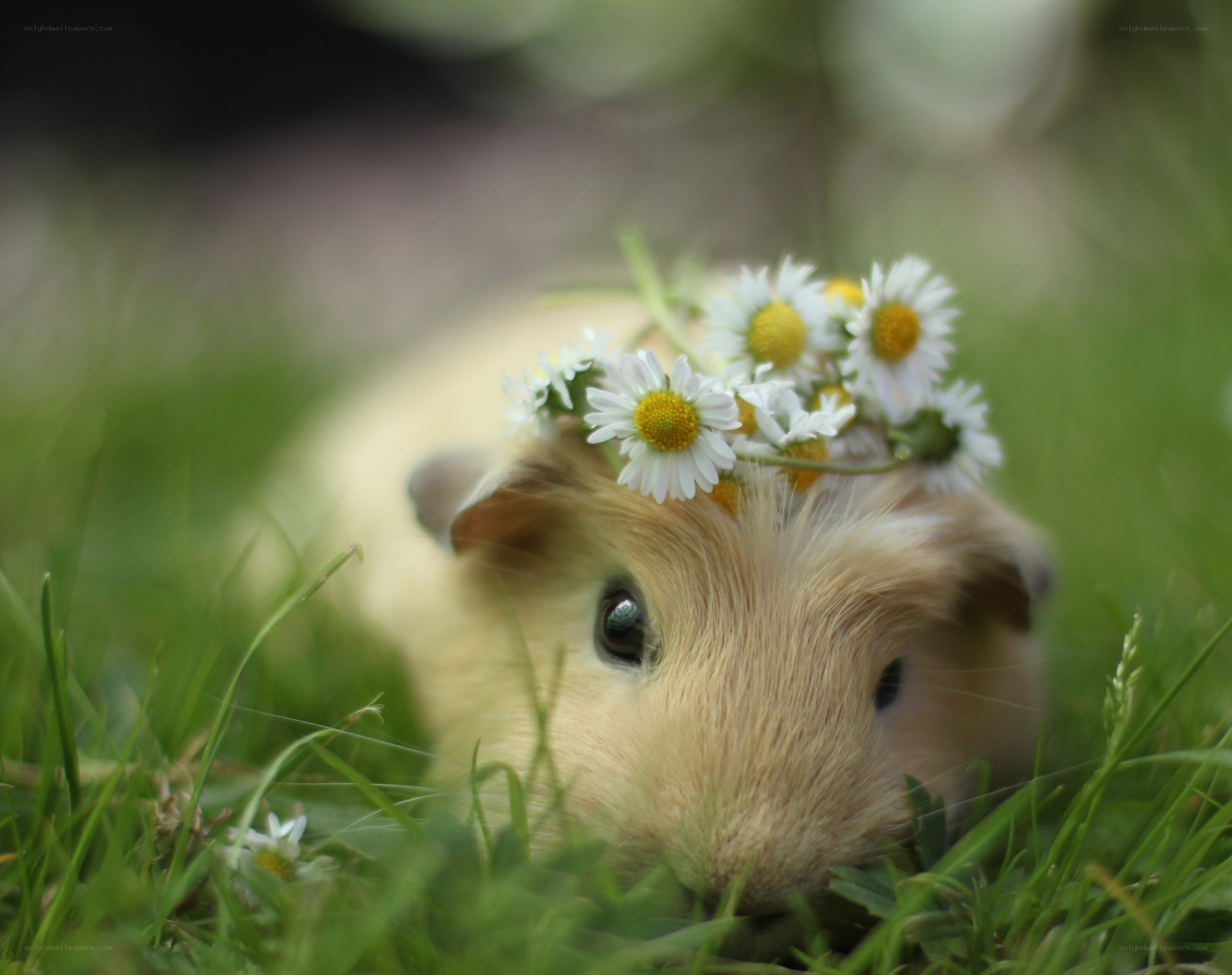 guinea pig with daisy crown