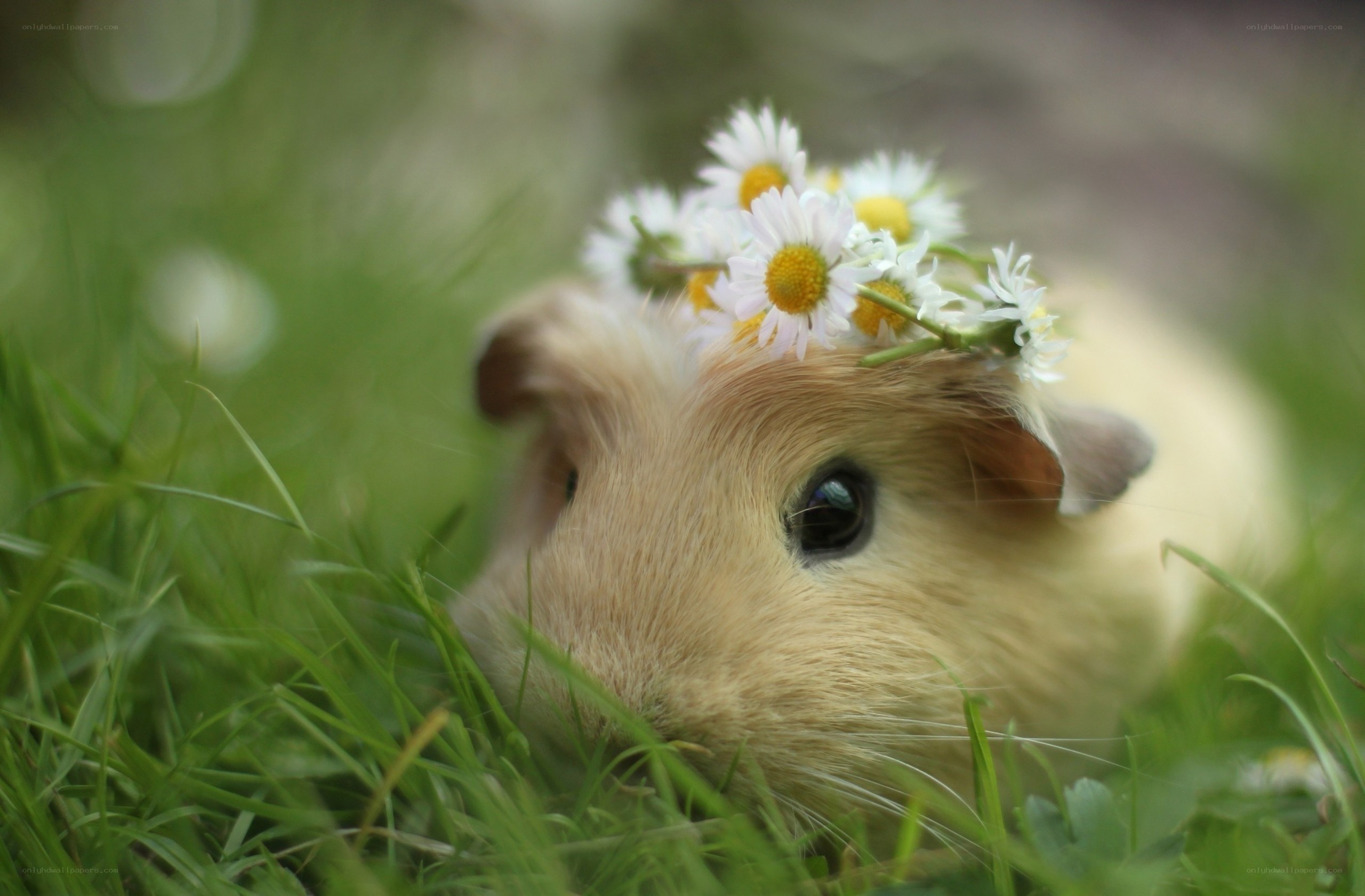 guinea pig with daisy crown