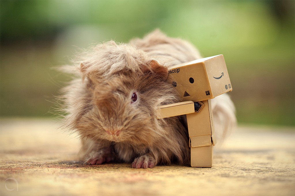 guinea pig with danbo robot