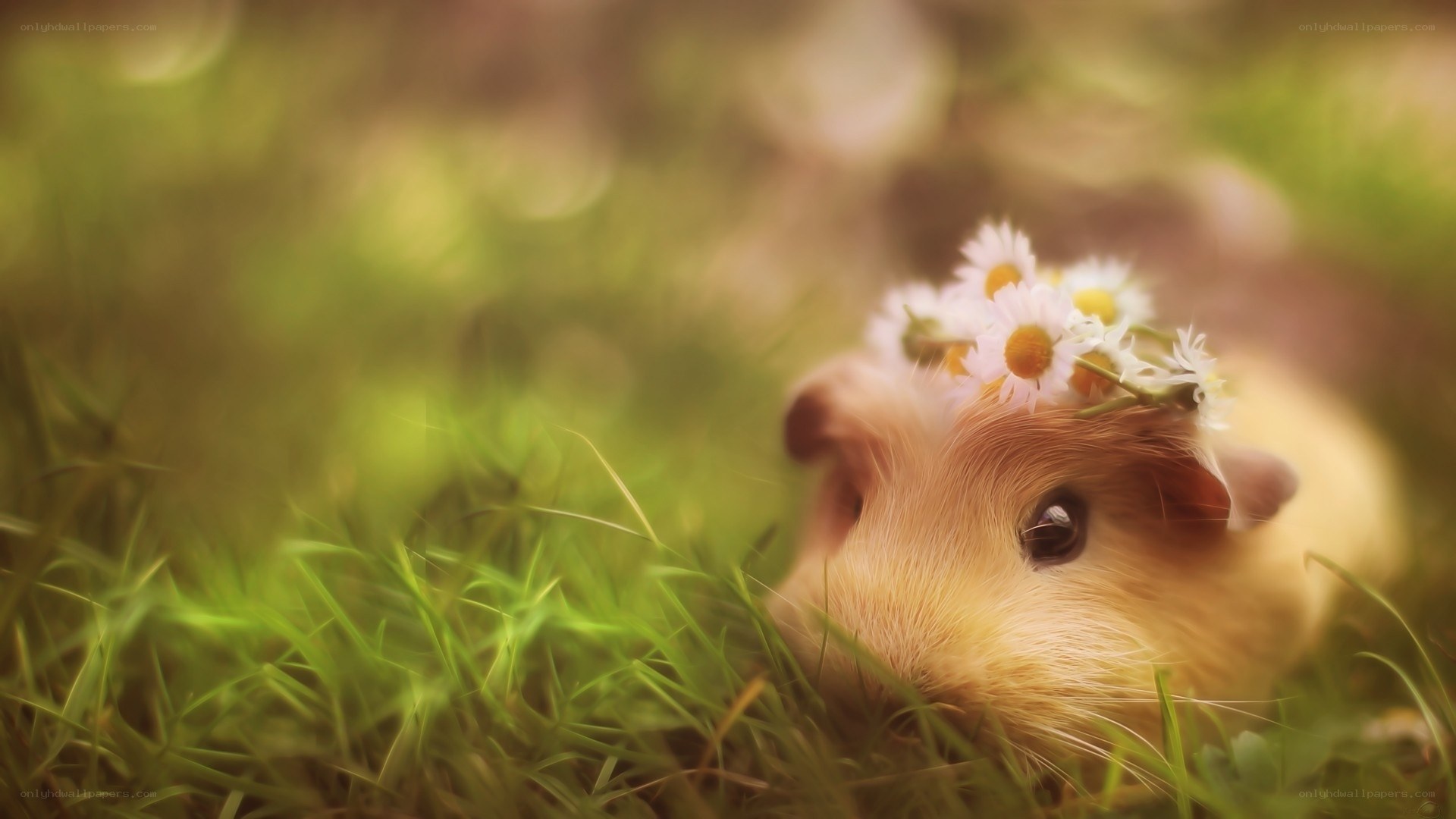 guinea pig with flower crown