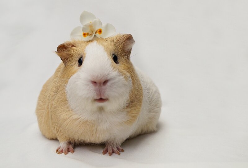 Guinea Pig with Flower