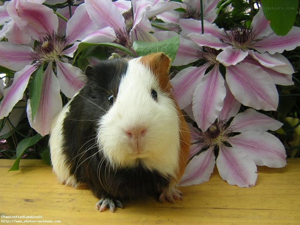 Guinea pig with flowers