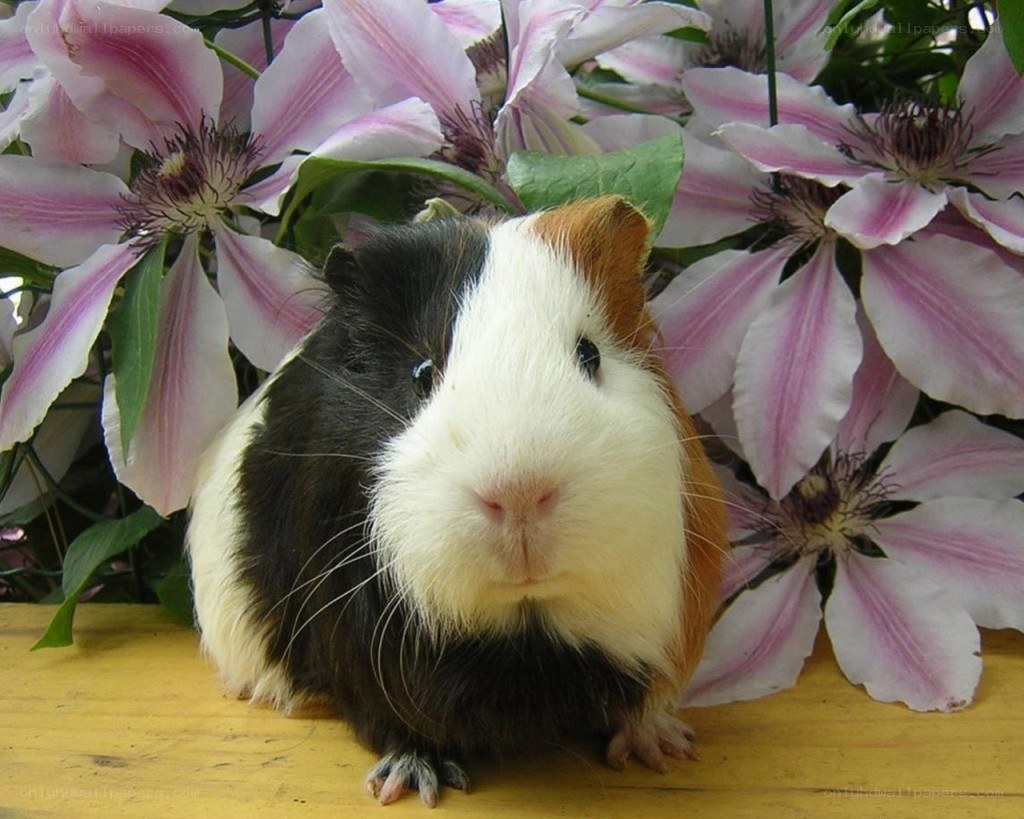 guinea pig with flowers