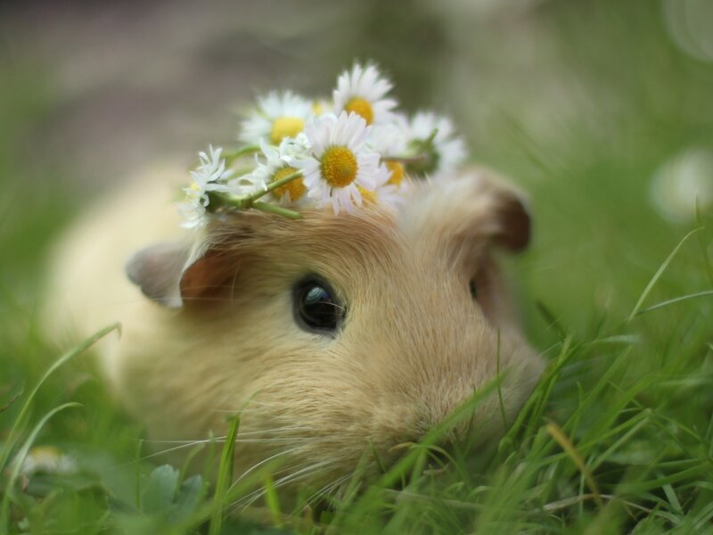 Guinea Pig with Flowers — Green, Serene, Spring