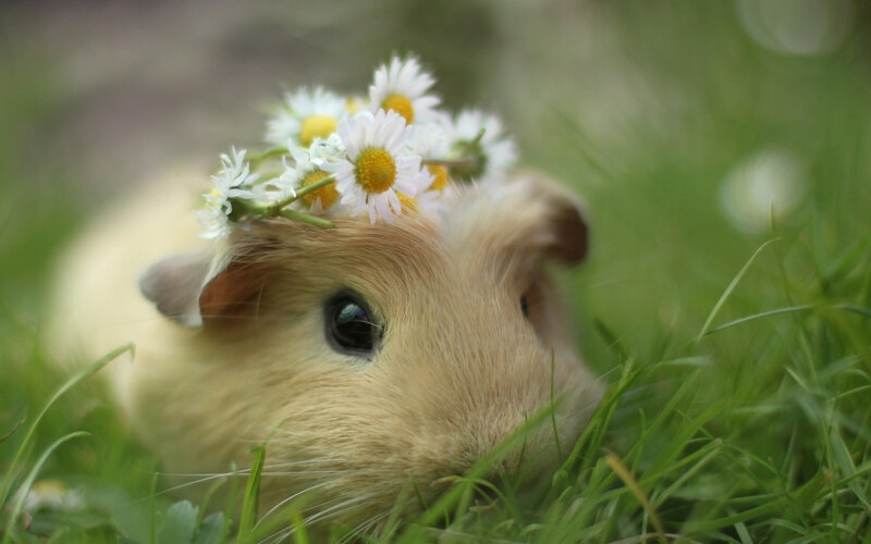 Guinea Pig with Flowers — Green, Serene