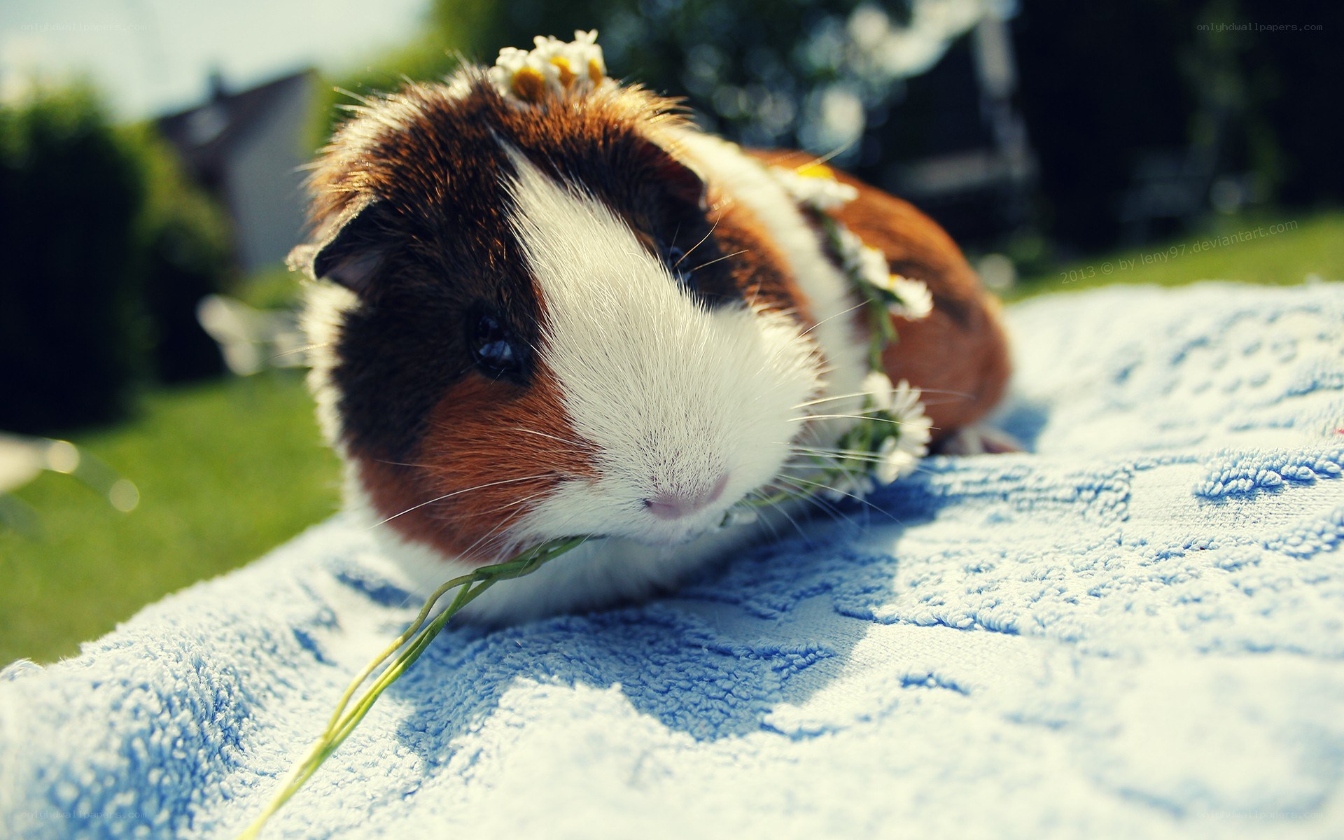 Guinea pig with flowers