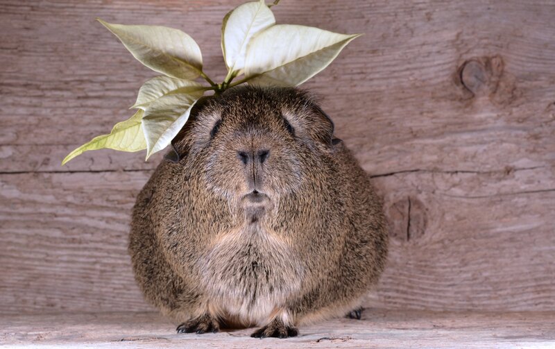 guinea pig with leaf crown