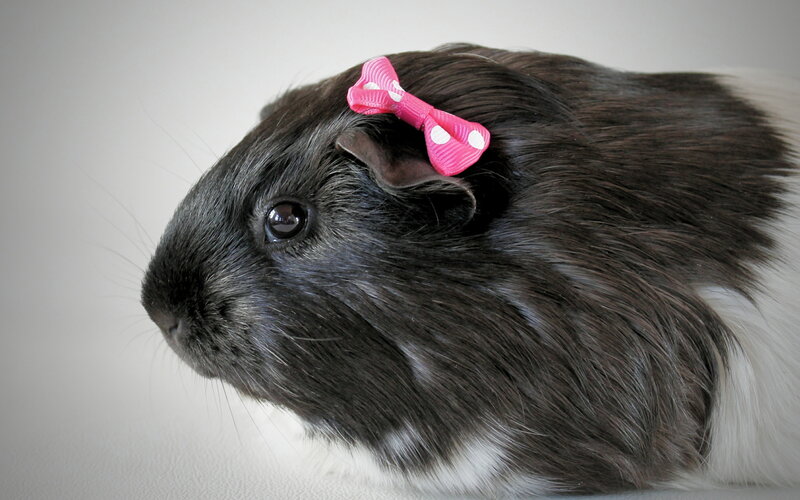 guinea pig with pink bow