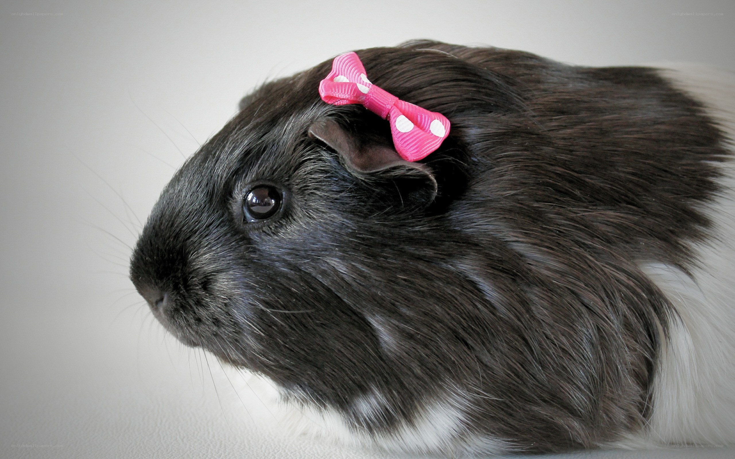 guinea pig with pink bow