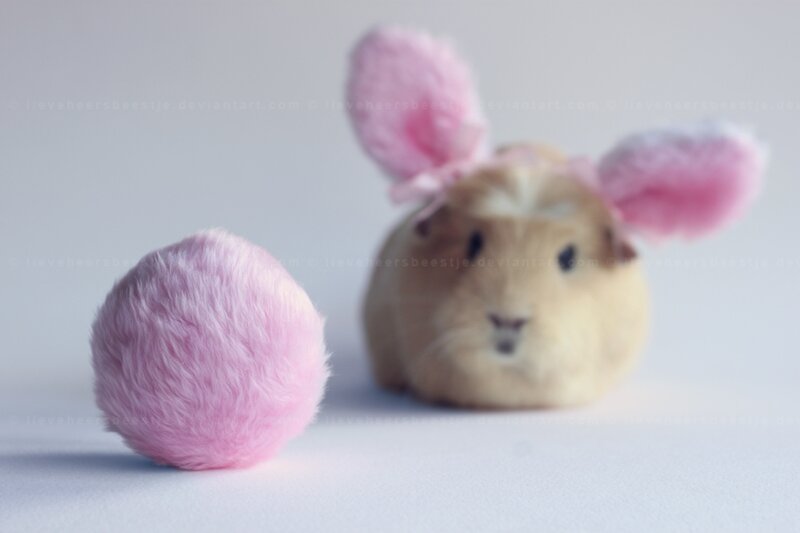 Guinea Pig with Pink Ears