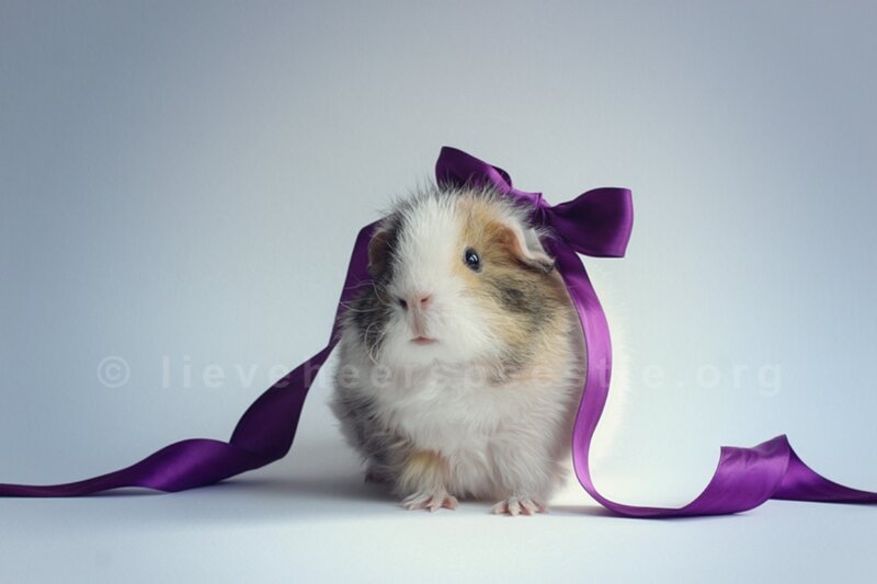 Guinea Pig with Ribbon