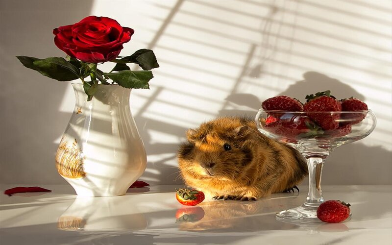Guinea Pig with Strawberries