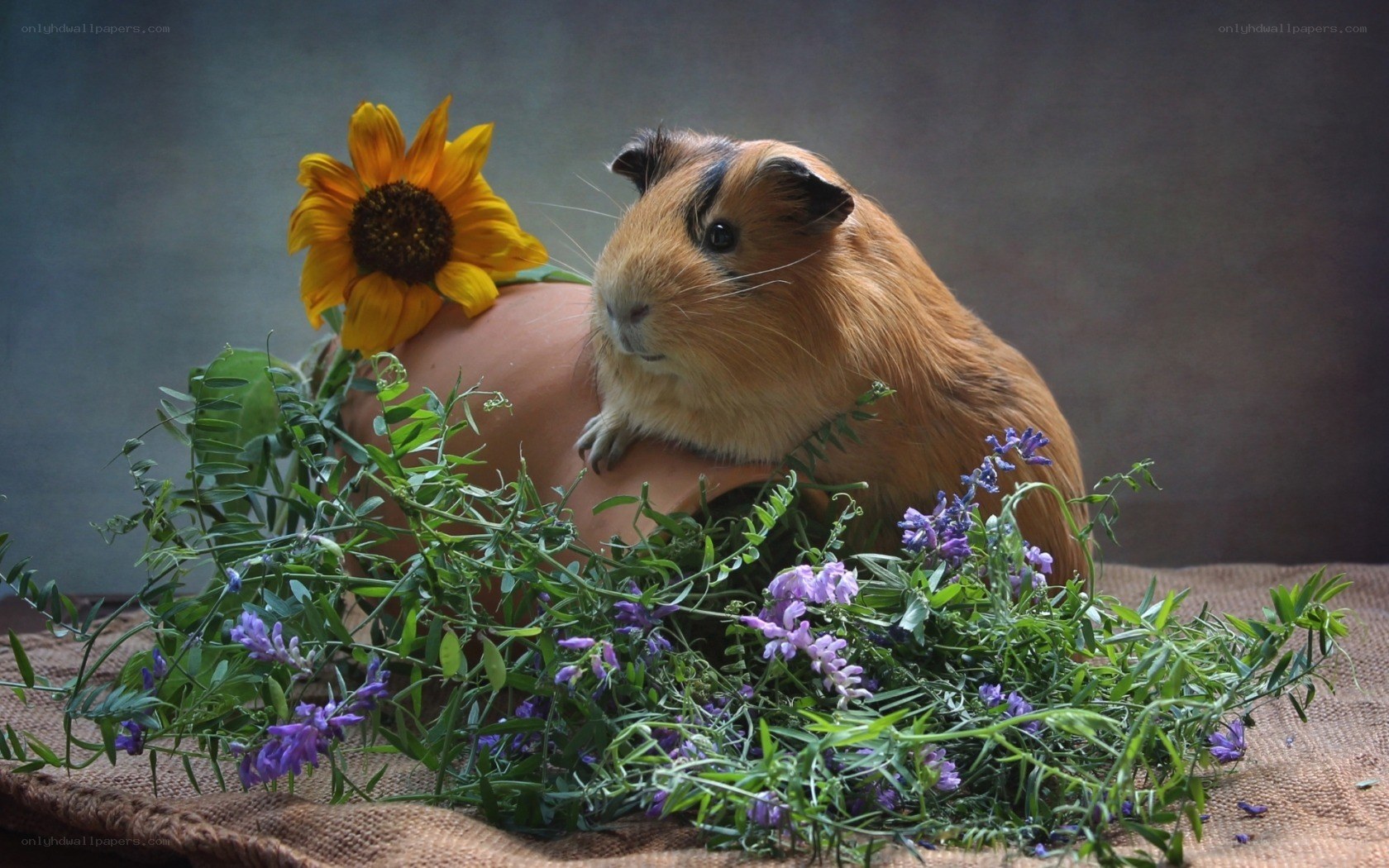 Guinea pig with sunflower and flowers