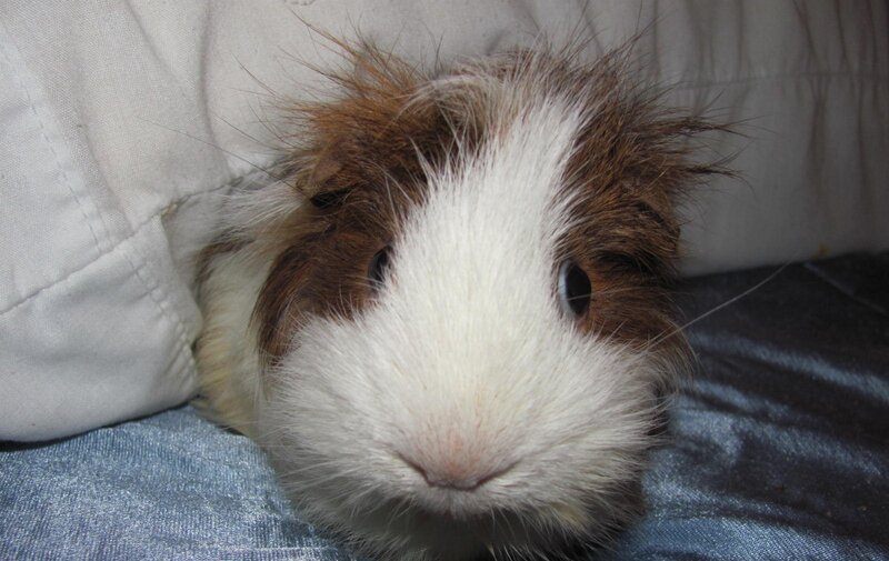 guinea pig with white and brown fur
