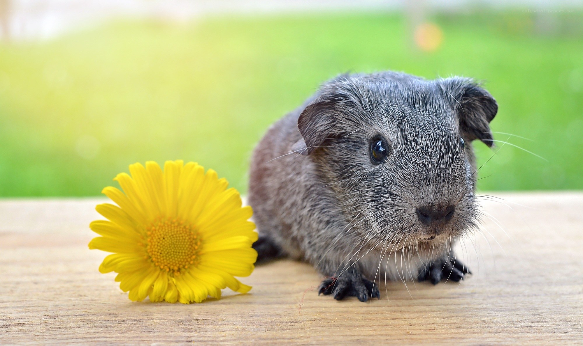 guinea pig with yellow flower