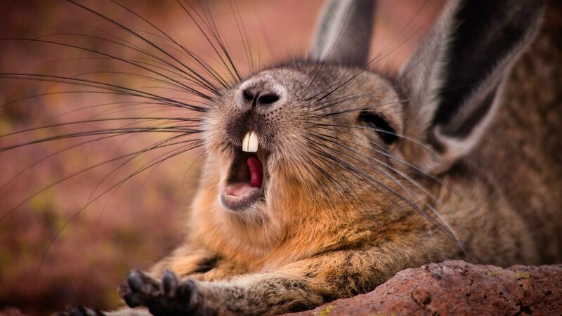 Guinea Pig Yawning
